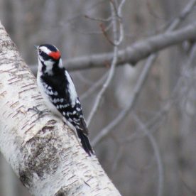 Downy Woodpecker