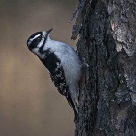 Downy Woodpecker
