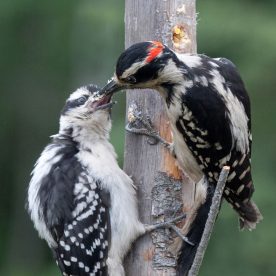 Downy Woodpecker