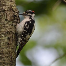 Downy Woodpecker