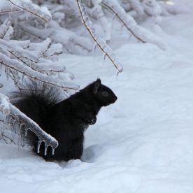 Eastern Grey Squirrel