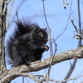 Eastern Grey Squirrel