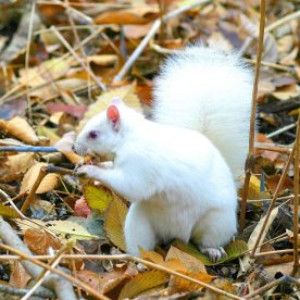 Eastern Grey Squirrel
