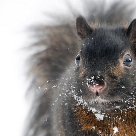 Eastern Grey Squirrel