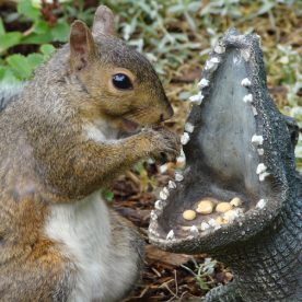 Eastern Grey Squirrel