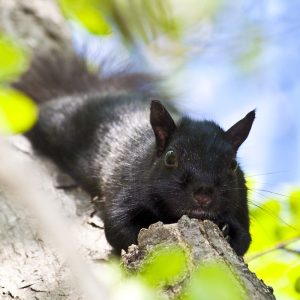 Eastern Grey Squirrel - Hinterland Who's Who