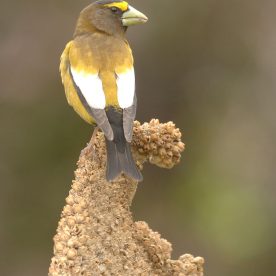 Evening Grosbeak
