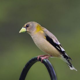 Evening Grosbeak