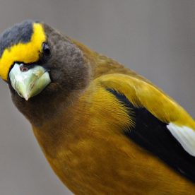 Evening Grosbeak