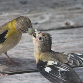 Evening Grosbeak