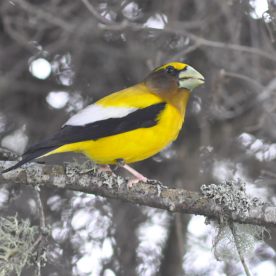 Evening Grosbeak