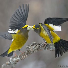 Evening Grosbeak