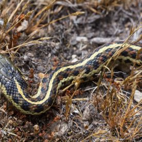 Garter Snake
