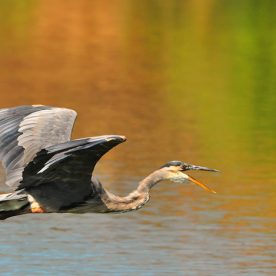 Great Blue Heron