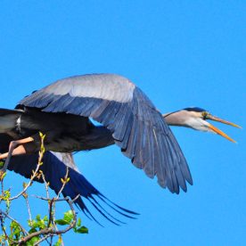 Great Blue Heron