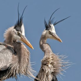 Great Blue Heron