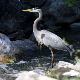 Great Blue Heron