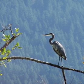 Great Blue Heron