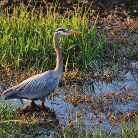 Great Blue Heron