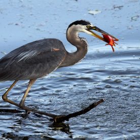 Great Blue Heron