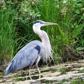 Great Blue Heron
