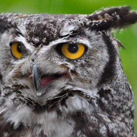 Great Horned Owl