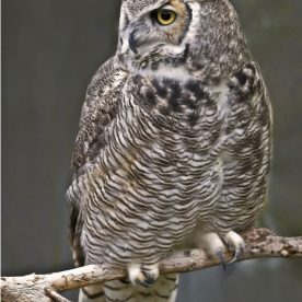 Great Horned Owl