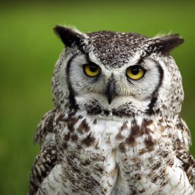 Great Horned Owl