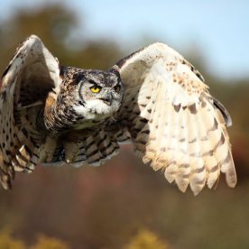 Great Horned Owl