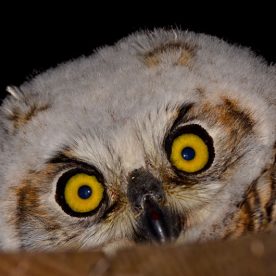 Great Horned Owl