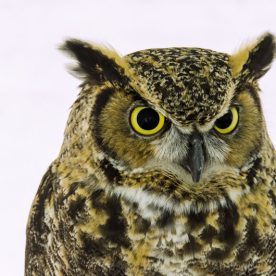 Great Horned Owl