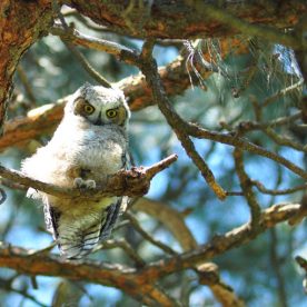 Great Horned Owl