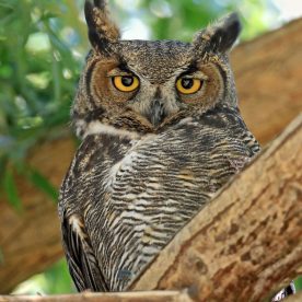 Great Horned Owl