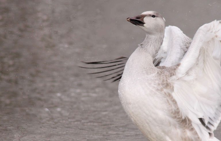 Snow Goose Reference Greater Snow Goose - Hinterland Who's Who