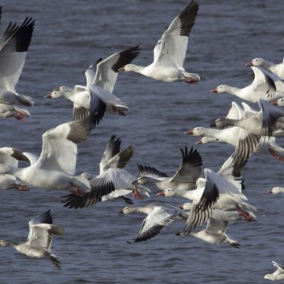 Snow Goose Reference Greater Snow Goose - Hinterland Who's Who