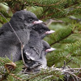 Grey Jay