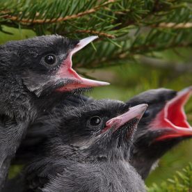 Grey Jay