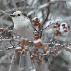 Grey Jay