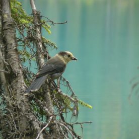 Grey Jay