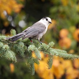 Grey Jay