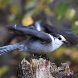 Grey Jay