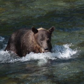 Grizzly Bear