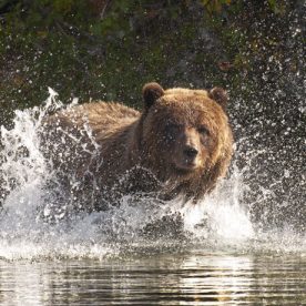 Grizzly Bear