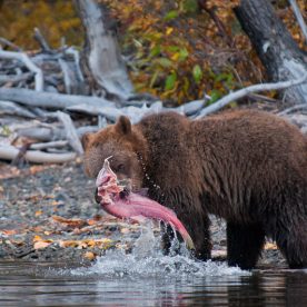 Grizzly Bear