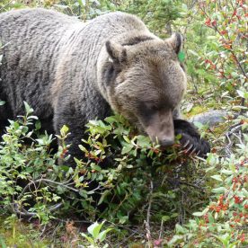 Grizzly Bear