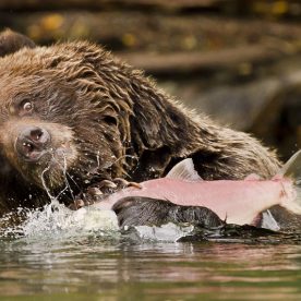 Grizzly Bear