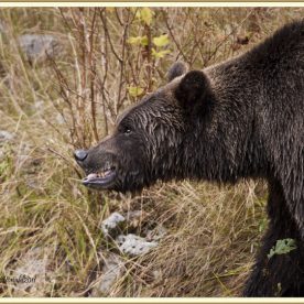 Grizzly Bear