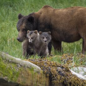 Grizzly Bear