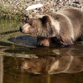 Grizzly Bear