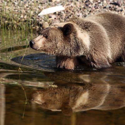 Bear Period Cramps Meaning In Hindi